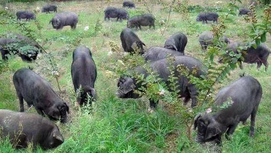 黑猪照片4.jpg 黑猪照片4.jpg