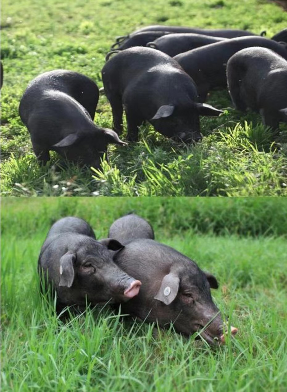 黑猪照片.jpg 黑猪照片.jpg