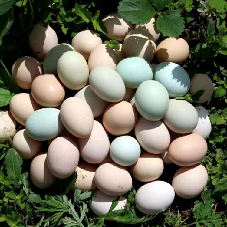 黑鸡鸡蛋3.jpg 黑鸡鸡蛋3.jpg