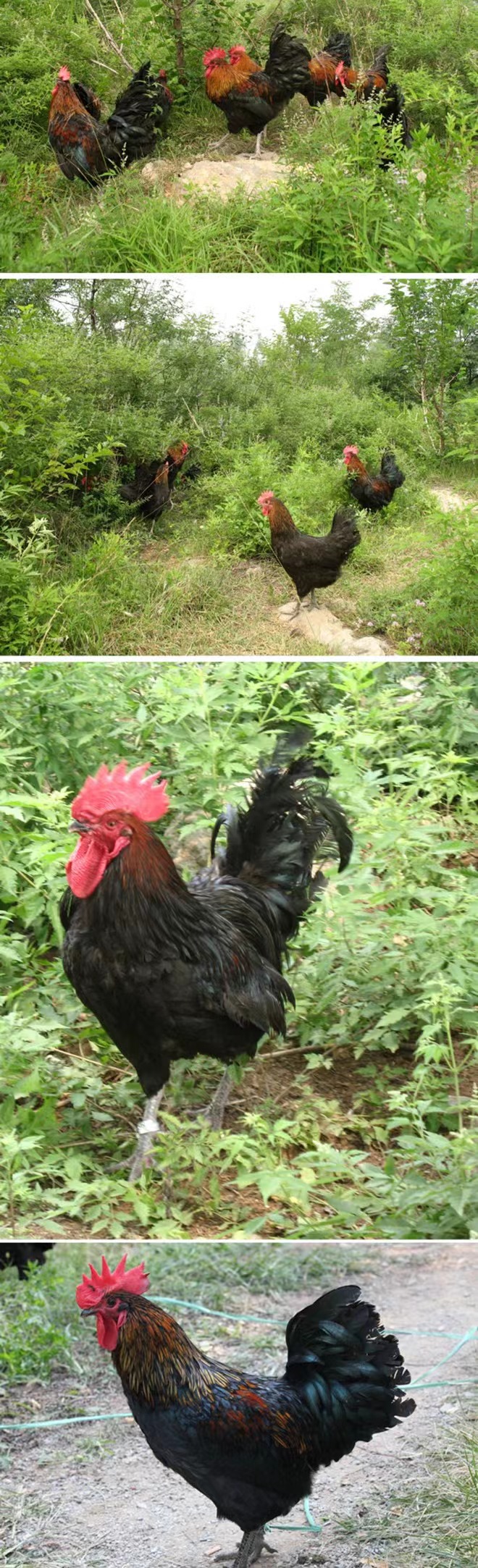 黑鸡1.jpg 黑鸡1.jpg